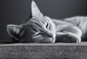 Graue Katze liegt entspannt auf einer Platte aus grauem Lambdapor-EPS.